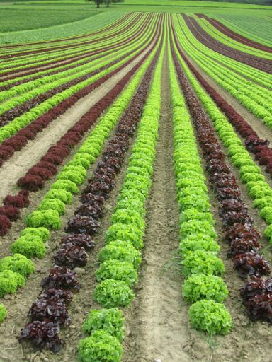 A lettuce field in Taegerwilen on Lake Constance. The fields are on Schweitzer territory, but leased and managed by Konstanz in Germany.