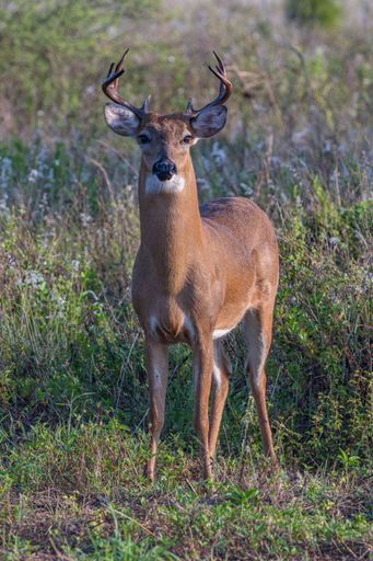 A white-tailed deer (Odocoileus virginianus) deer with large antlers in the middle of a sun-drenched grassy field