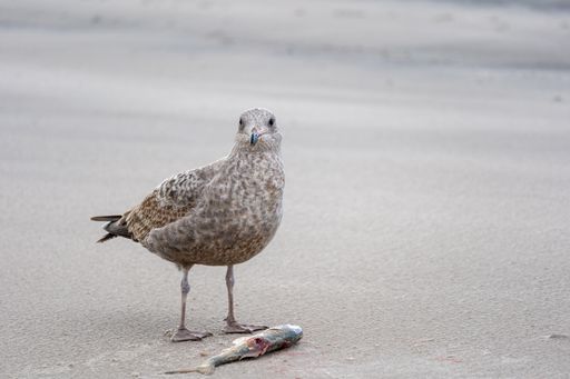 A closeup shot of a gray seagull eating a fish on the sandy beach