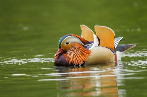 A brightly colored mandarin duck is perched atop a body of water, its head a vivid orange hue