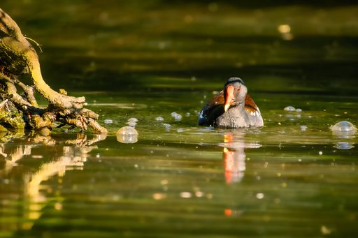 A close-up shot of a common moorhen swimming in a body of water, surrounded by sticks
