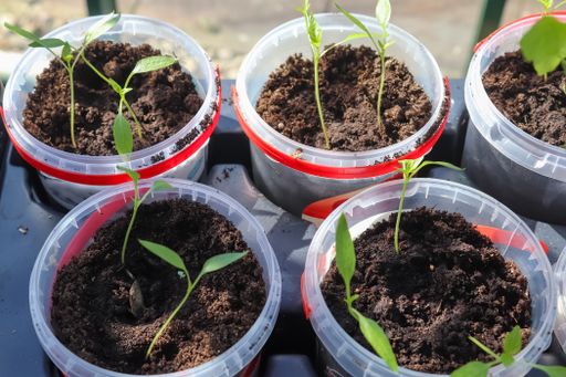 A closeup shot of fresh green seedlings growing in small pots