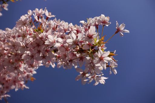 A low angle shot of pink blossom magnolia on the blue sky background