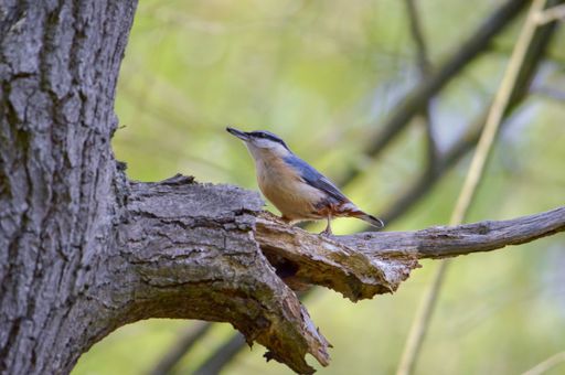 A beautiful Common nuthatch (Sitta europaea) bird perched on a tree branch in its natural habitat