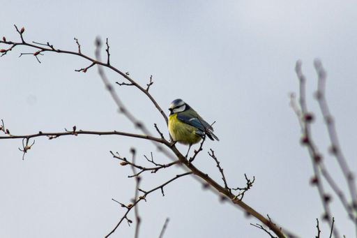 A closeup of a Eurasian blue tit perched on a tree branch with a blurry background