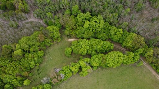 An aerial view of a winding road snaking through a dense forest of trees