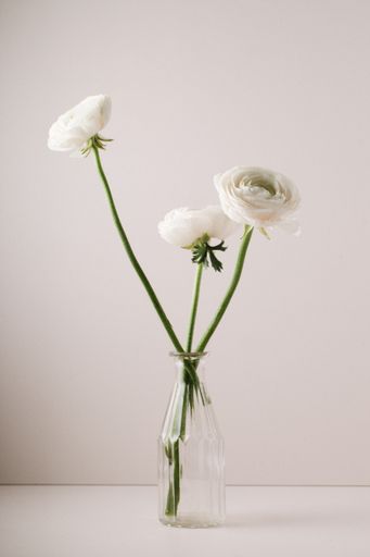 A vertical shot of the white anemones in a vase