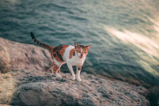 A selective focus of a cat standing on a huge rock near a shore