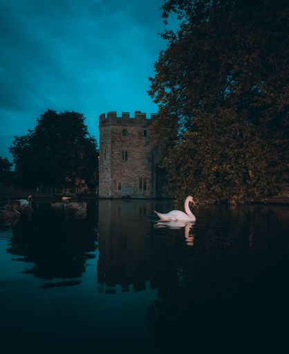 A majestic white swan glides gracefully in the tranquil waters of a picturesque lake in front of a grand, historic castle