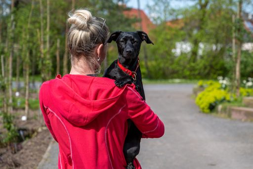 Cute dog with a woman in the park in fine weather