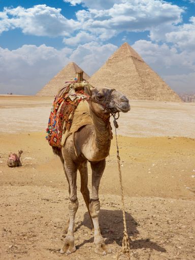 A vertical shot of a camel standing in the desert with the great pyramids of Giza in the background