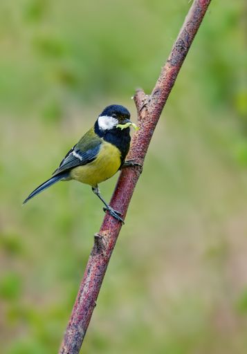A great tit perched on a twig with a caterpillar in its beak.