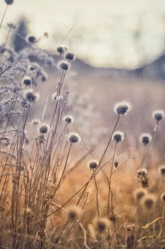 A vertical shot of the grass and dandelions in a field under the sunlight with a blurry background