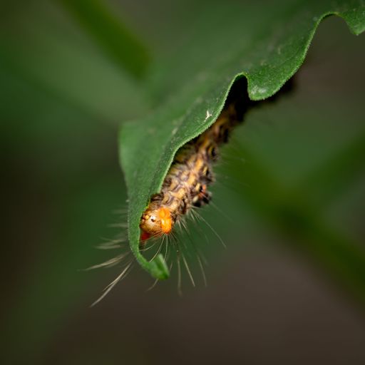Macro shot of a green caterpillar devouring a vibrant green leaf