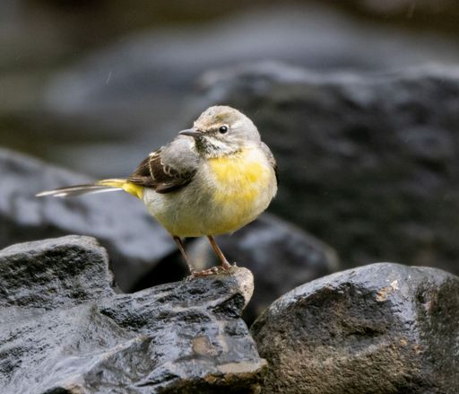 A yellow Mountain Wagtail (Motacilla cinerea)  bird perched on a rock near a tranquil lake