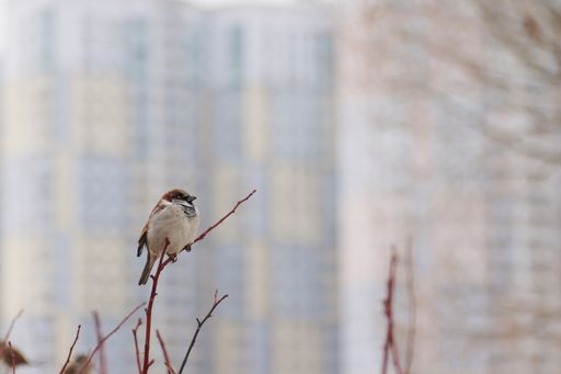 A House sparrow on a branch under the sunlight with a blurry background