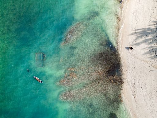 This stunning aerial shot captures a skilled diver catching conch off the Turks and Caicos Islands' shores. Surrounded by a sea of turquoise