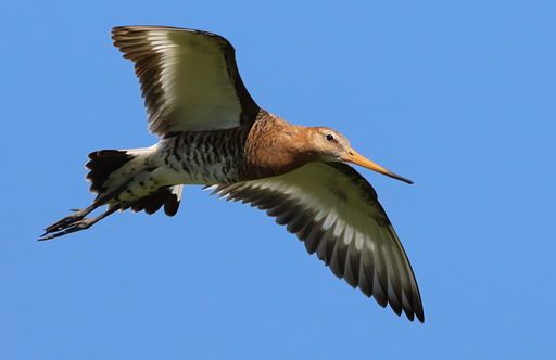 A black-tailed godwit in its natural habitat
