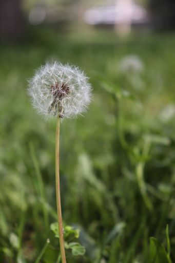 A vertical shot of beautiful dandelion flower blooming in the green field