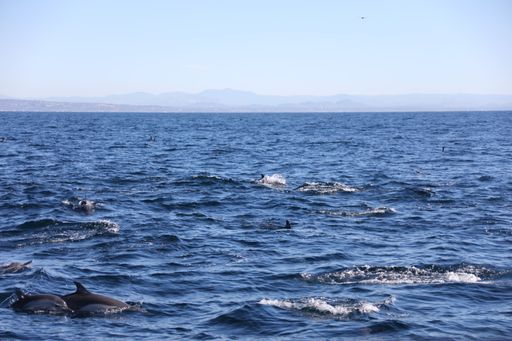 A group of dolphins pictured swimming in crystal blue water illuminated by the bright sunlight