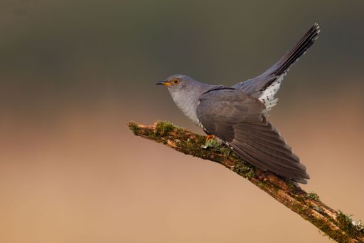 A close up image of a common cuckoo perched on a branch