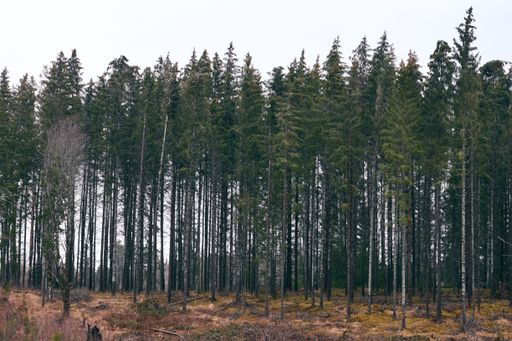 A landscape of a forest covered in greenery under the cloudy sky at daytime