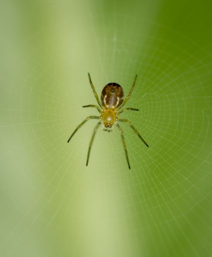 A close-up image of a spider spinning its web in a green leafy environment