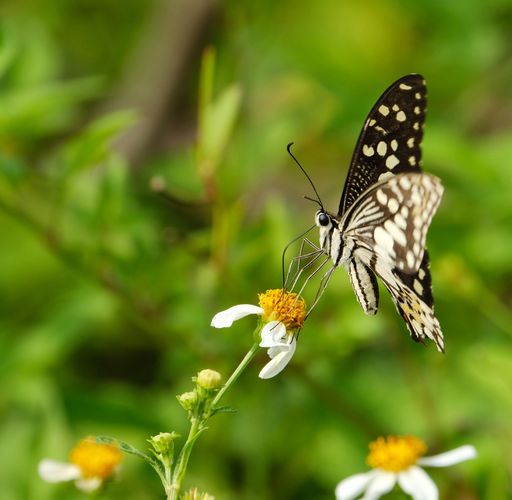 A macro shot of a beautiful black and white butterfly standing on a daisy with green background