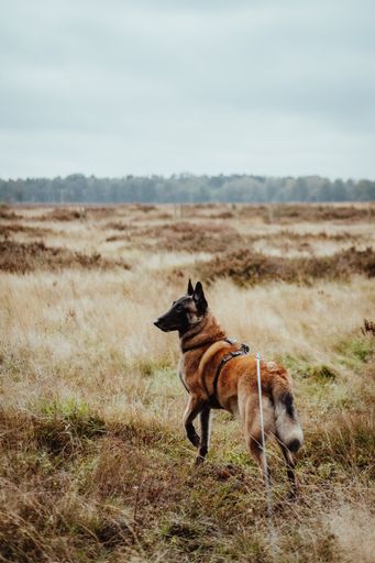 An adorable dog looking out into the distance, standing in a lush green field.