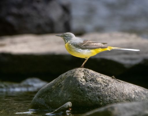 A yellow Mountain Wagtail (Motacilla cinerea)  bird perched on a rock near a tranquil lake