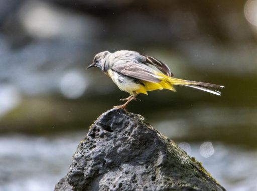 A yellow Mountain Wagtail (Motacilla cinerea)  bird perched on a rock near a tranquil lake