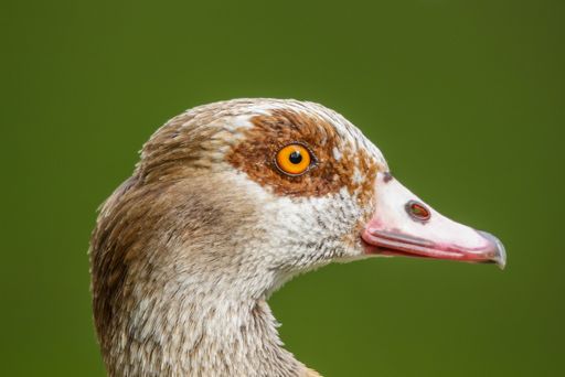 A selective focus shot of details on an Egyptian goose face