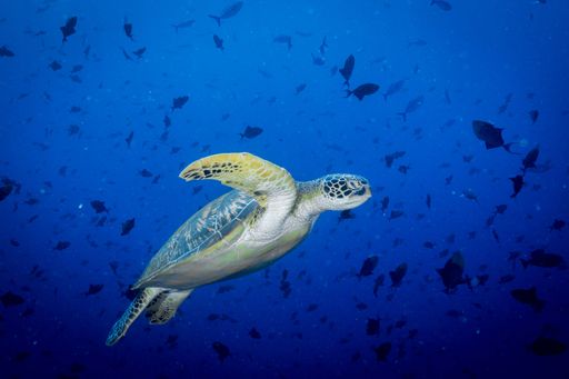 A marine turtle glides through the ocean, surrounded by a diverse array of fish and sharks