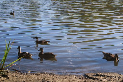 A group of ducks swimming in a tranquil pond