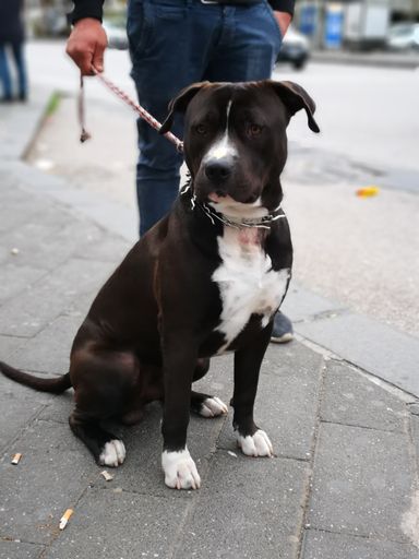 A selective focus shot of a graceful Blue American Staffordshire Terrier out for a walk with his owner
