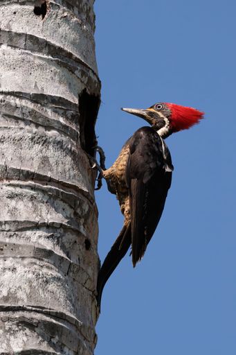 A closeup shot of a lineated woodpecker on a tree trunk. Dryocopus lineatus.