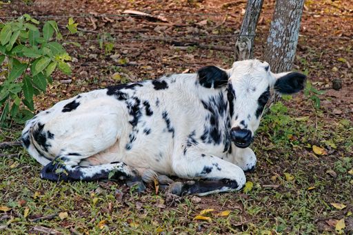 A white cow with black dots sitting on the ground covered with dry leaves