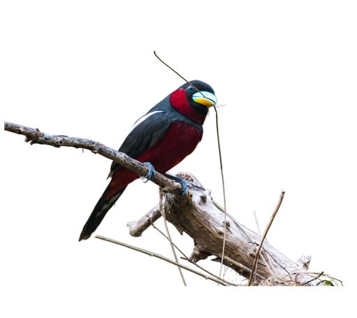 A black-and-red broadbill perched on a tree branch isolated on a white background.