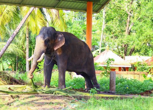 A young Ceylon elephant with chain in its feet