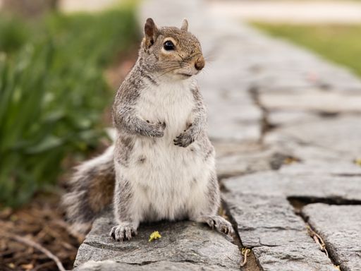 A closeup portrait of a cute eastern gray squirrel (Sciurus carolinensis) with small pointed ears looking into the distance