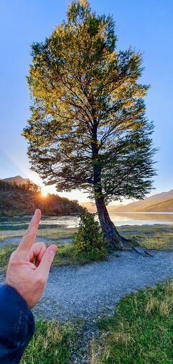 A vertical shot of a man's hand pointing out a majestic isolated tree growing in a field at dusk in autumn