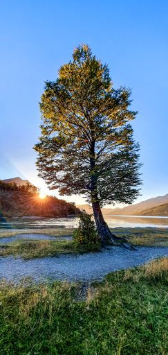 A vertical shot of a majestic isolated tree growing in a field at sunset in autumn