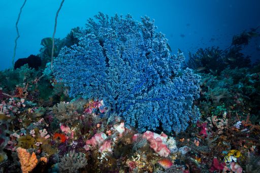 A view of underwater nature and animals.
