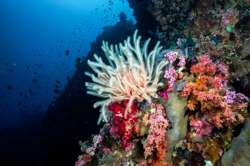 A view of underwater nature and animals.