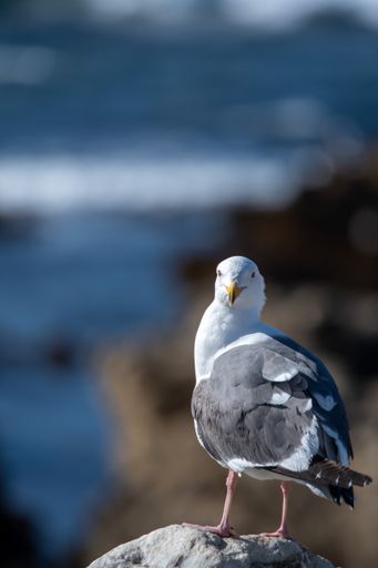 A selective focus shot of a seagull perched on rock