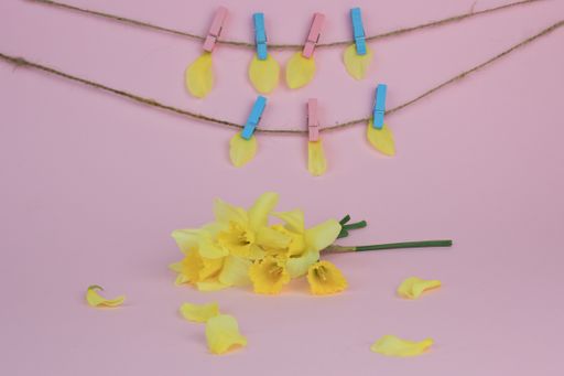 A closeup shot of daffodils and petals hanging from ropes with clothespins on a pink background