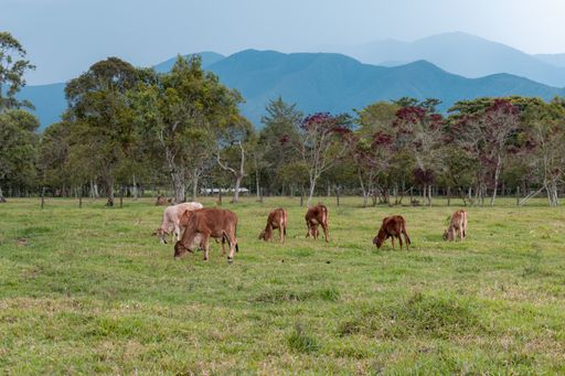 A group of cows eating grass in the countryside with trees and mountain silhouettes
