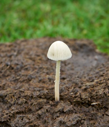 A single Petticoat Mottlegill (Panaeolus papilionaceus) inedible mushroom