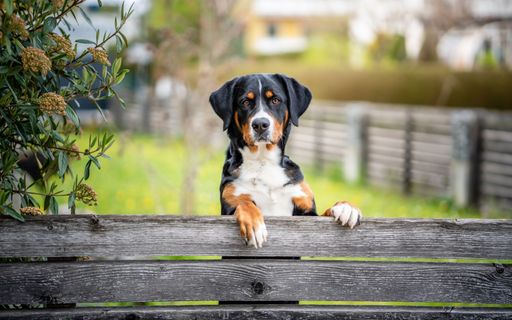 A close-up of an adorable Greater Swiss Mountain Dog sitting atop a wooden bench with a blurry background