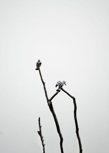 Two birds perched on a dead branch of a tree in a misty forest during a foggy morning